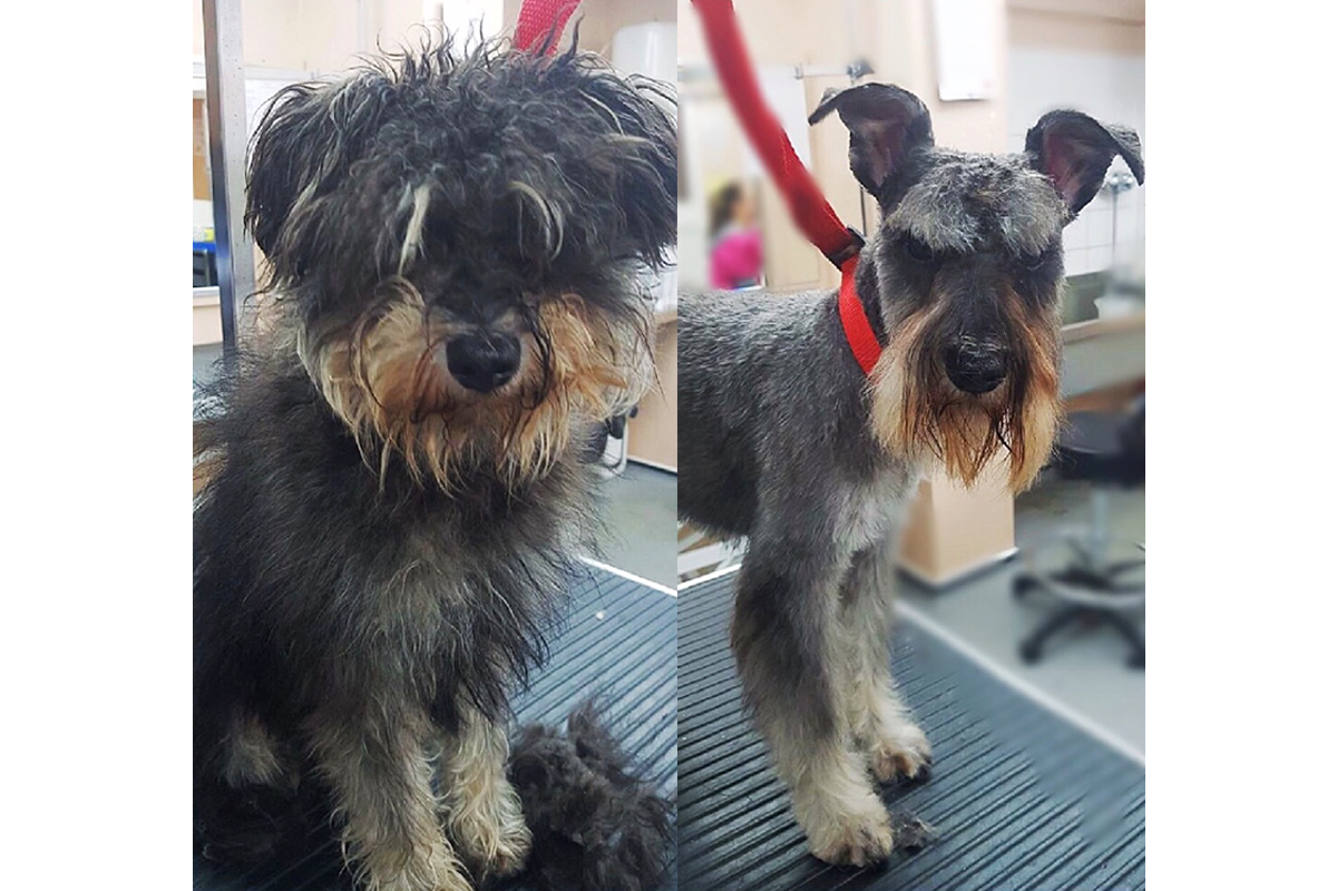 Pet Grooming Gallery Look North Grooming & Training Centre