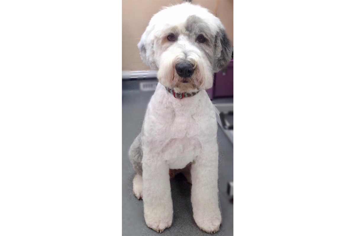 Pet Grooming Gallery Look North Grooming & Training Centre