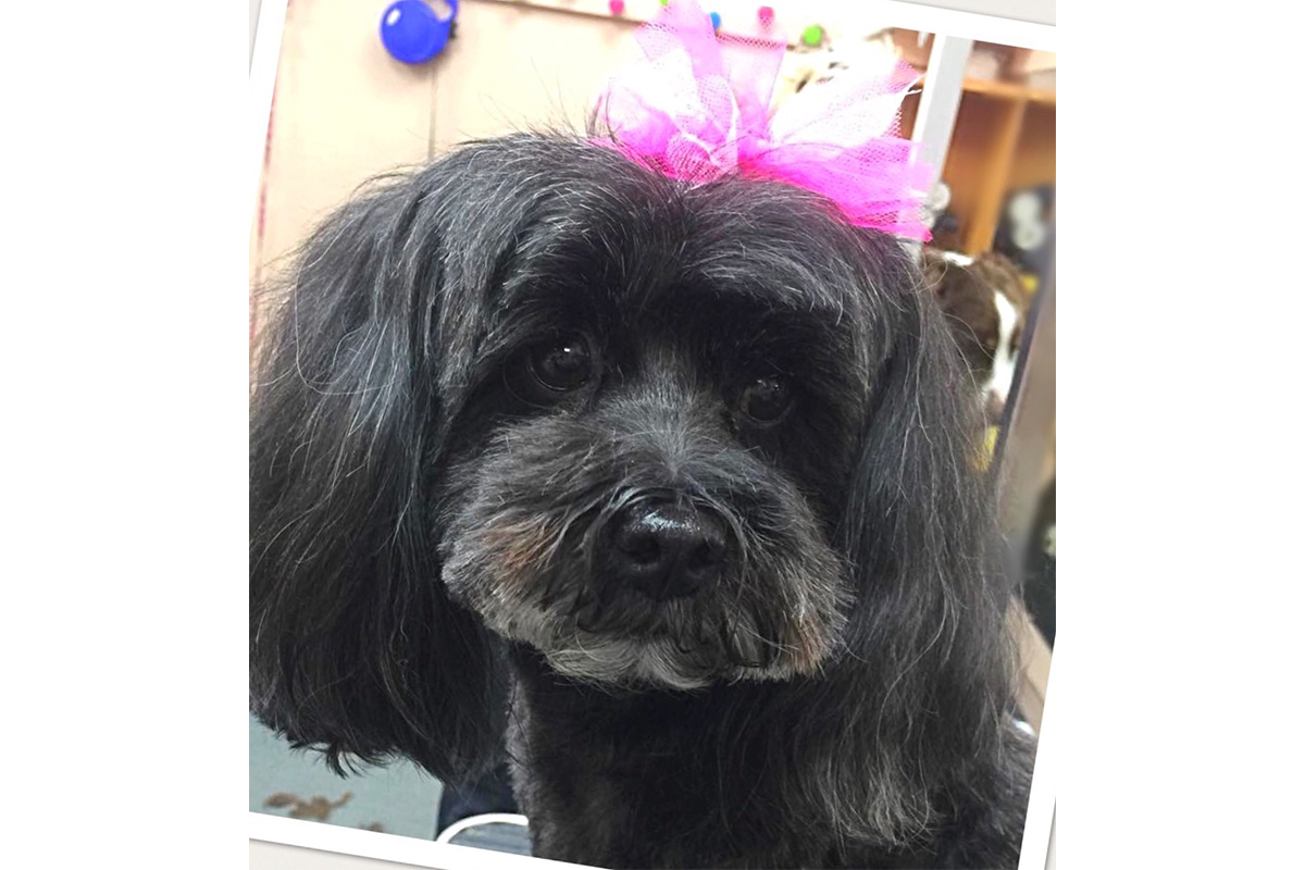 Pet Grooming Gallery Look North Grooming & Training Centre