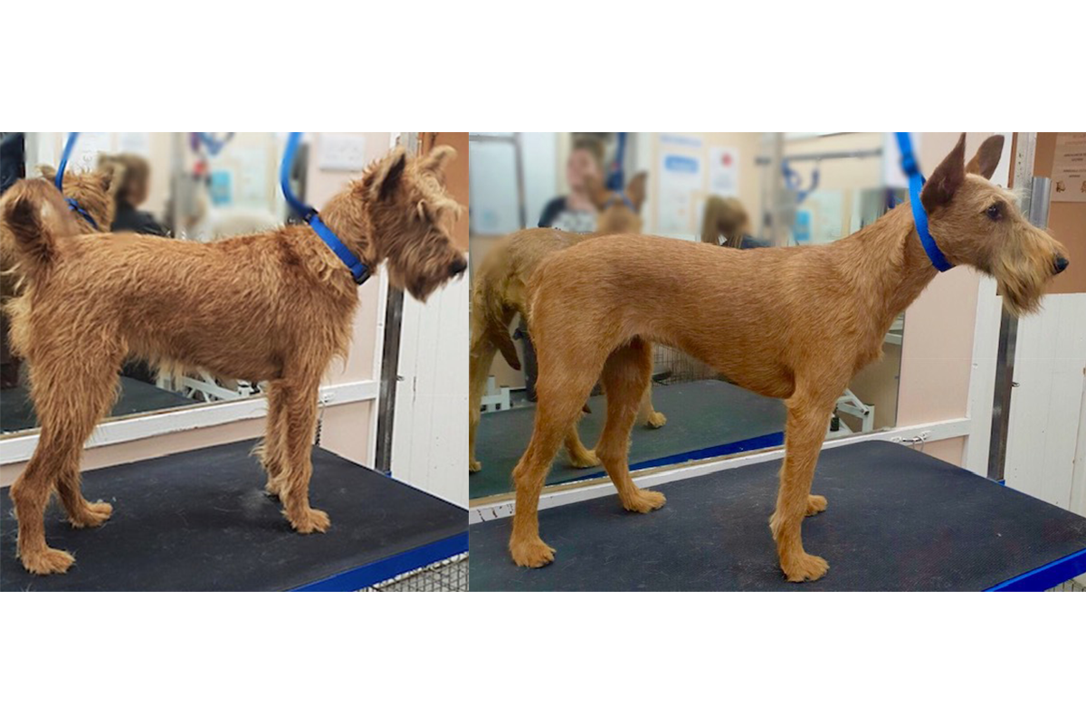 Pet Grooming Gallery Look North Grooming & Training Centre