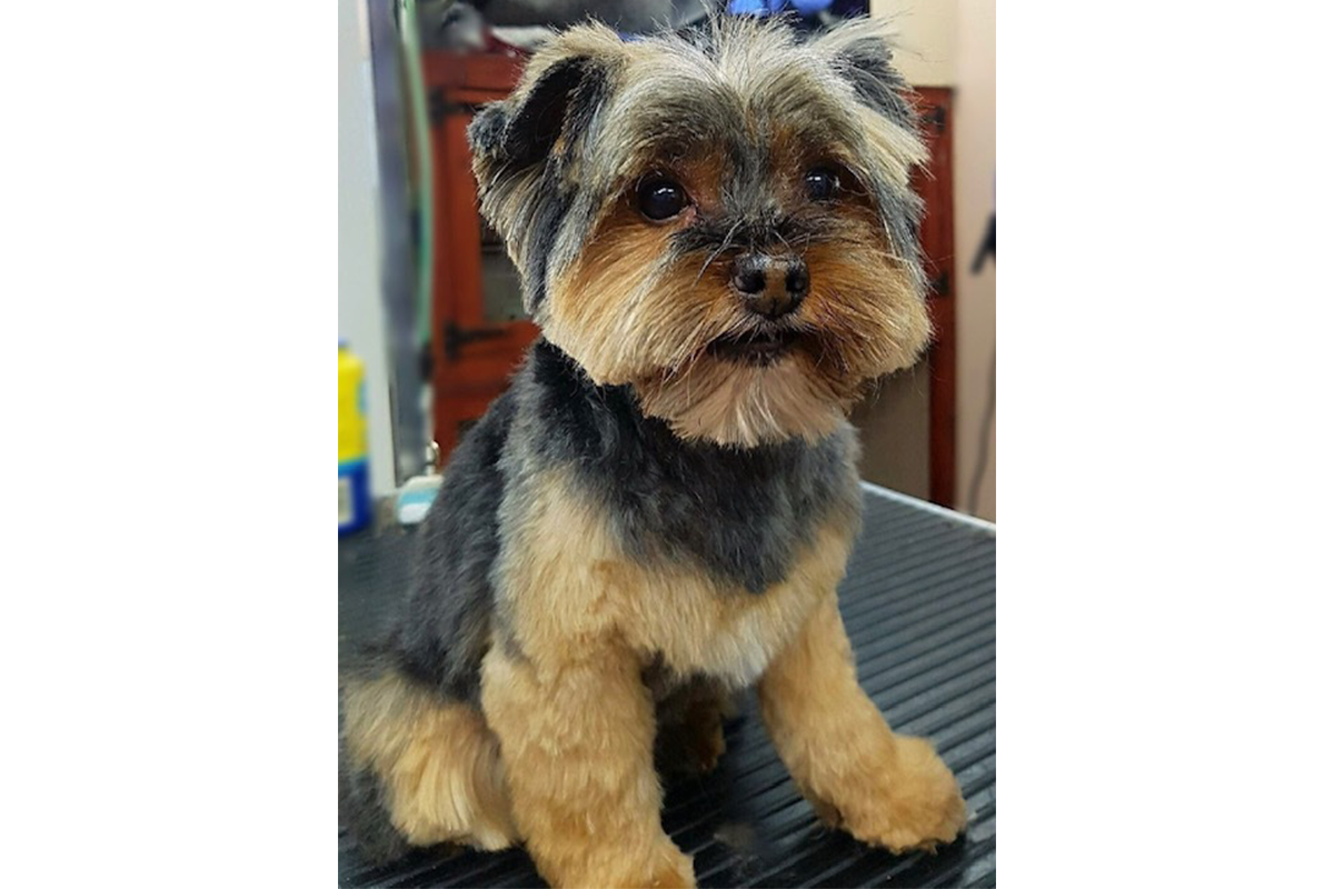 Pet Grooming Gallery Look North Grooming & Training Centre